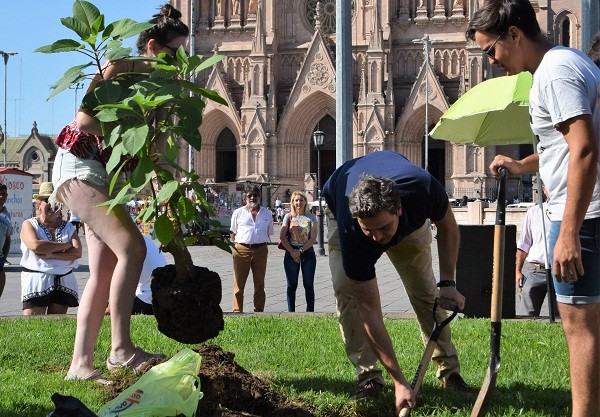 Plantaron un ombú en la Plaza Belgrano