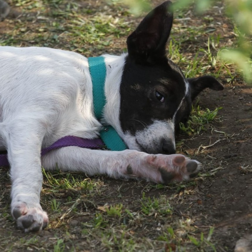 Sanidad Animal: consejos para mascotas ante las altas temperaturas