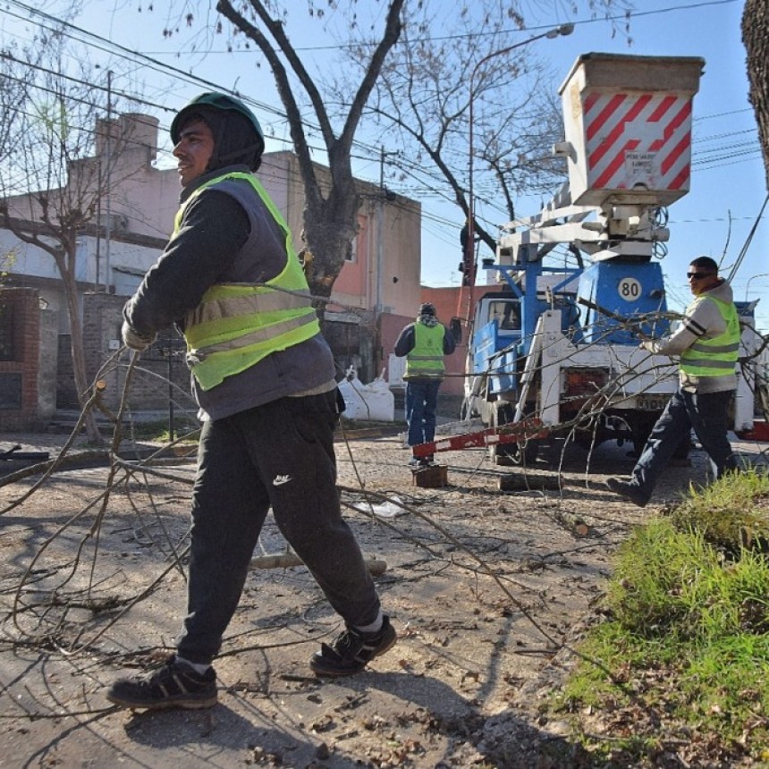 Trabajos de poda en la zona céntrica