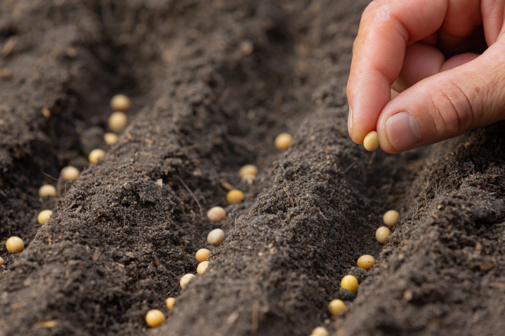 El Programa “Huerta en Casa” entregará semillas de la temporada primavera- verano 