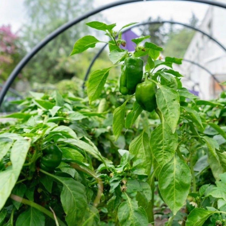 Programa Huerta en Casa: charla gratuita “Todo sobre el tomate”
