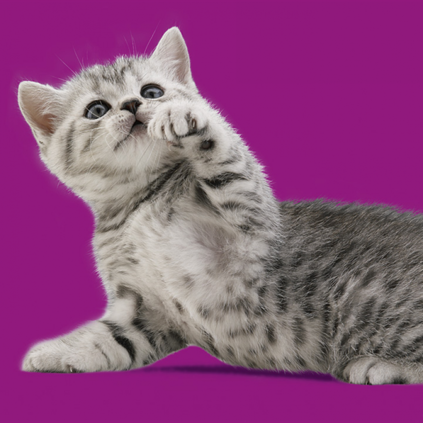 Recomendaciones para prevenir el estrés en tu gato y evitar enfermedades